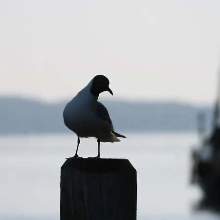 Apartment Seeschwalbe Plau