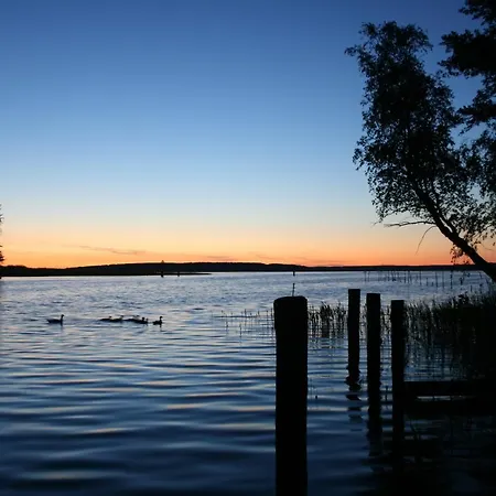 Seeschwalbe Plau Plau am See