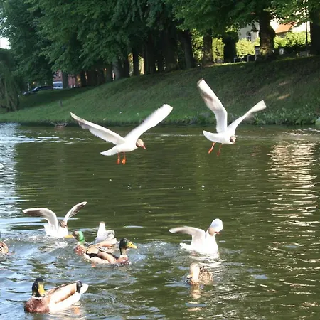 Seeschwalbe Plau