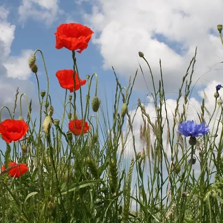 Seeschwalbe Plau 아파트