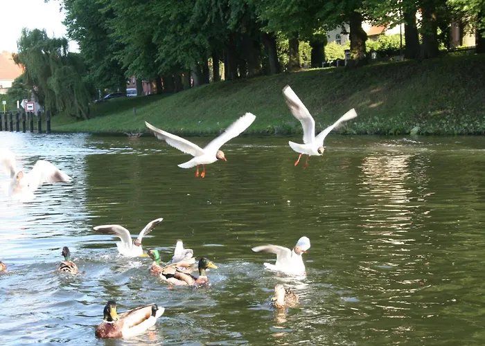 Seeschwalbe Plau